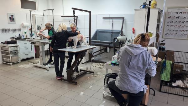 Ausbildungspaket Hundestylist FCI Komplettkurs
